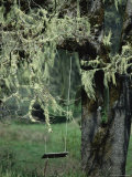 Buy A Swing Hangs from a Tree Draped with Methuselahs Beard Lichens at AllPosters.com