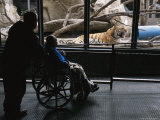 Tourists Observe Khuntami, a Siberian Tiger, in His Enclosure