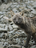 Close View of a Cross Fox