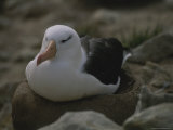 A Nesting Black-Browed Albatross at Rest