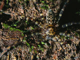 A Well-Camouflaged Spider Seen from Above