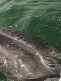 A Close View of the Eye of a Gray Whale Calf