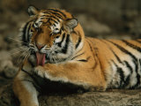A Siberian Tiger Grooms its Paw with a Moist Tongue