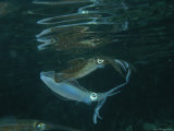 Buy Caribbean Reef Squid Defends its Claim to a Nearby Female at AllPosters.com