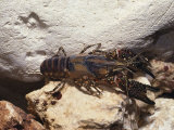 Buy A Crayfish Moves Near Rocky Boulders in a Pennsylvania Quarry at AllPosters.com