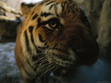 Khuntami, a Male Siberian Tiger, Investigates the Photographer