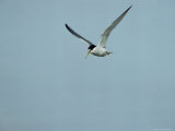 A Little Tern in Flight