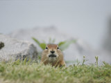 Close View of an Arctic Ground Squirrel