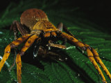 A Large Spider Eating a Meal