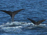 The Tail Flukes of a Pair of Diving Sperm Whales