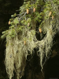 The Branch of a Fir Tree Draped with Witchs Hair Lichens