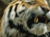 A Close View of Male Siberian Tiger Khuntamis Face in Motion