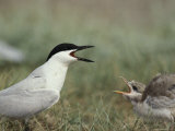 A Gull-Billed Tern Calls Out, Gelochelidon Nilotica