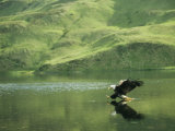 An American Bald Eagle Lunges Toward its Prey Below the Water