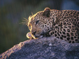 Close View of a Leopard Sunning Himself on a Rock in South Africa