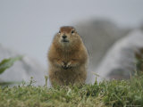 Portrait of an Arctic Ground Squirrel