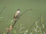 A Sedge Warbler Sings from its Perch on a Twig, Acrocephalus Schoenobaenus