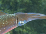Buy Male Caribbean Reef Squid Turns its Coppery Side toward a Female at AllPosters.com