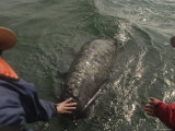 A Gray Whale Surfaces to Be Touched by Tourists, California Gray Whale (Eschrichtius Robustus)