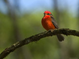 A Vermillion Flycatcher Perches on a Tree Branch on Santa Cruz Island