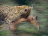 Leopard Leaps on an Impala in Search of a Meal