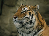 A Portrait of Khuntami, a Siberian Tiger, in His Outdoor Enclosure