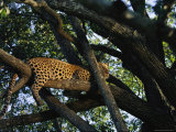 Leopard Rests Lazily Perched on a Tree Limb