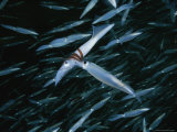 Buy Opalescant Inshore Squid Lay More Than 50,000 Eggs at a Time at AllPosters.com