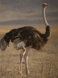 Portrait of an Ostrich in Tanzania