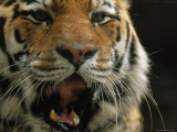 A Close View of the Face of Khuntami, a Male Siberian Tiger