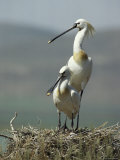 A Pair of White Spoonbill Birds Sit in Their Nest