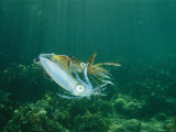Caribbean Reef Squid Defends its Claim to a Nearby Female