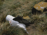 A Black-Browed Albatross Sitting on its Nest