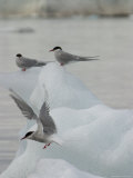 A Trio of Arctic Terns in Svalbard