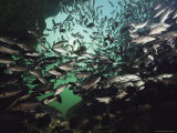 Buy A School of Mullet Fish at Kings Bay Cavern at AllPosters.com
