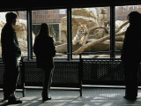 Tourists Observe Khuntami, a Siberian Tiger, in His Enclosure
