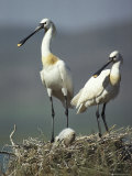 A Pair of White Spoonbill Birds in Their Nest