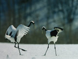 A Pair of Japanese or Red Crowned Cranes Engage in a Courtship Dance