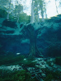 Buy View of a Tree Trunk Underwater in Blue Springs, Florida at AllPosters.com