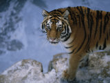 A Siberian Tiger Walks About its Enclosure