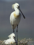 A Pair of White Spoonbill Birds in Their Nest