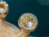 Buy Close View of the Teeth on the Suckers on a Squids Tentacles at AllPosters.com