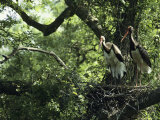 A Pair of Black Storks Nest in a Tree, Ciconia Nigra