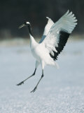 A Japanese or Red Crowned Crane Engages in a Courtship Dance