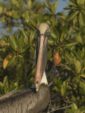 Portrait of a Brown Pelican (Pelecanus Occidentalis)