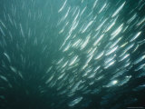 Buy Schooling Herring Fish in the Gulf of Maine at AllPosters.com