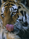Khuntami, a Male Siberian Tiger, Laps His Nose with His Tongue