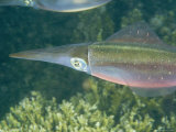 Buy Caribbean Reef Squid Have about 35 Patterns of Skin in its Wardrobe at AllPosters.com