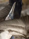 A Blue Footed Booby Flaps His Wings as Part of His Mating Ritual