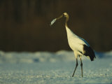 A Japanese or Red Crowned Crane Preens its Feathers